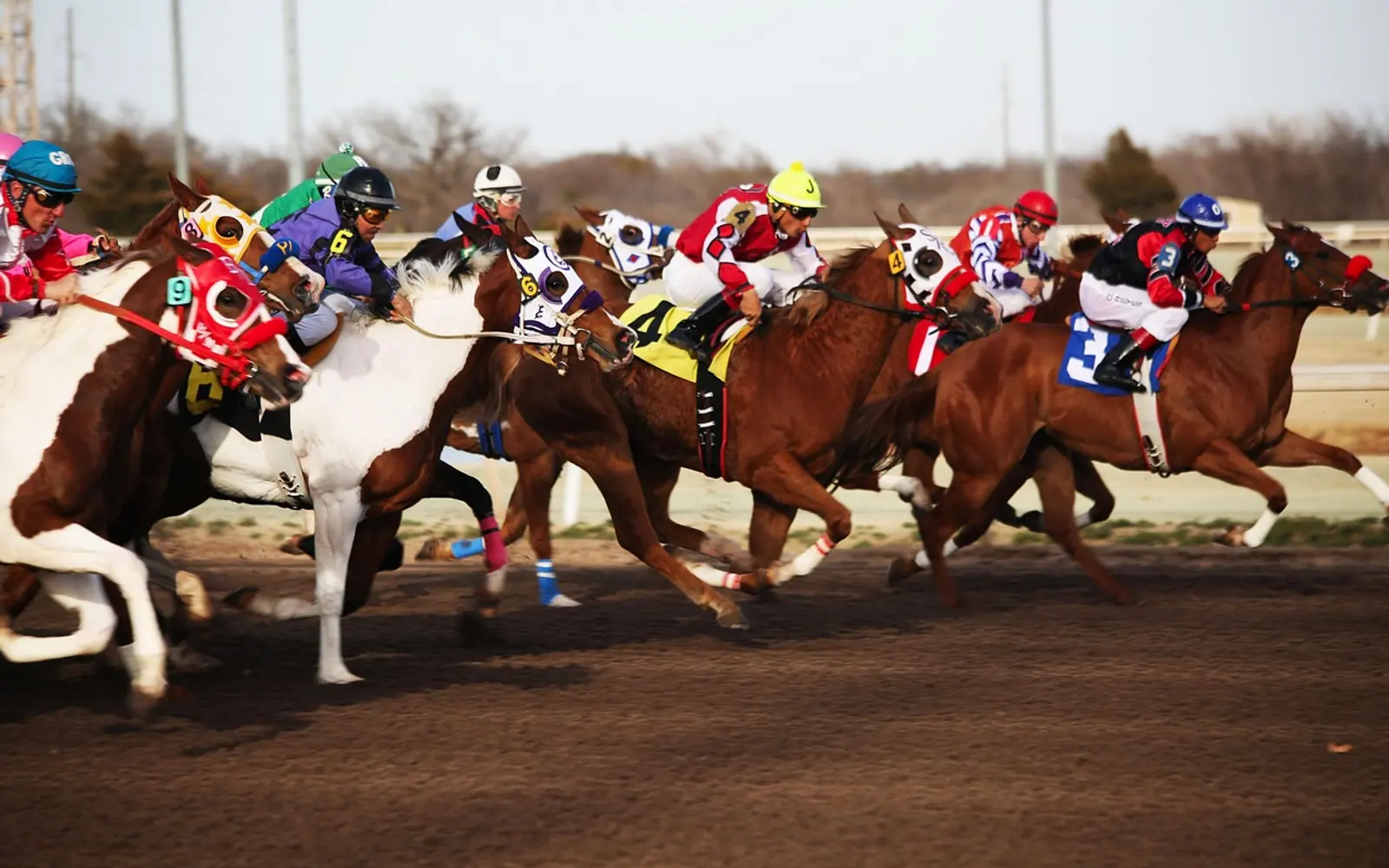 Horses, horse racing and racetrack