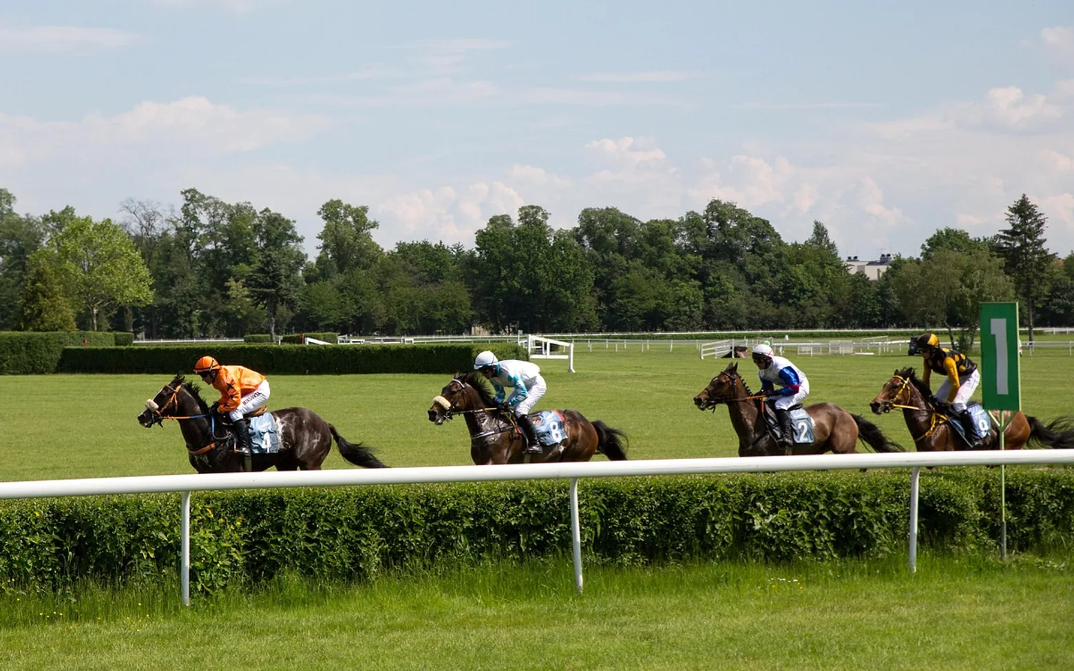 Horses, horse racing and race